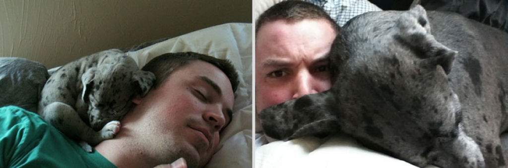 O antes e depois de adorveis animais de estimao 11