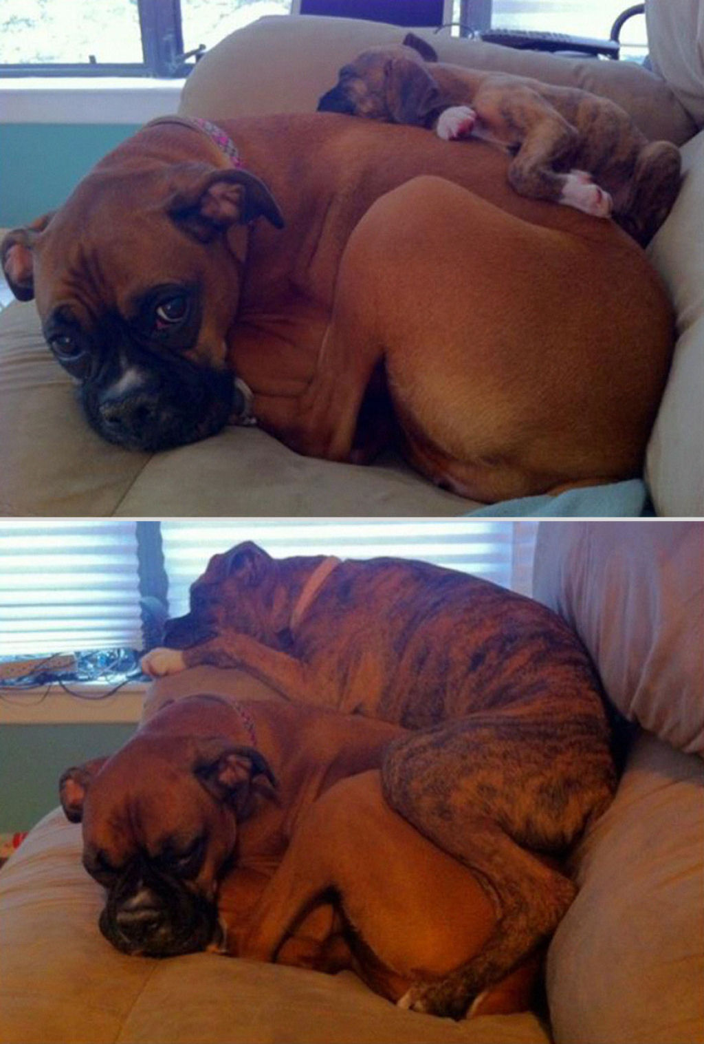 O antes e depois de adorveis animais de estimao 12