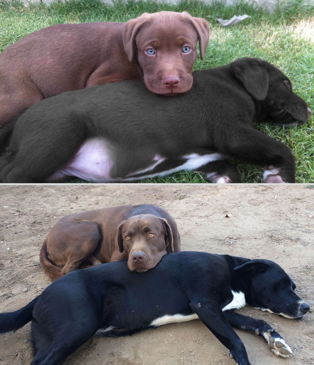 O antes e depois de adorveis animais de estimao 17