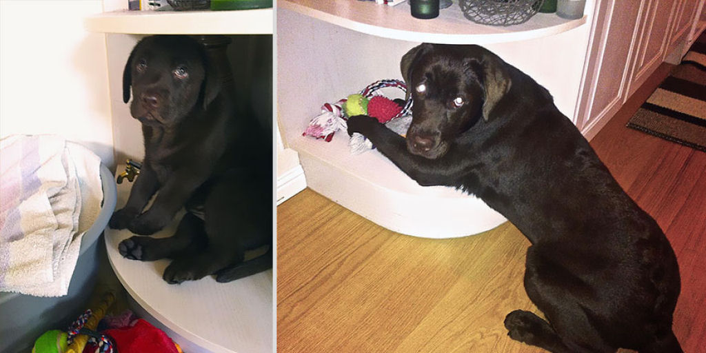 O antes e depois de adorveis animais de estimao 21