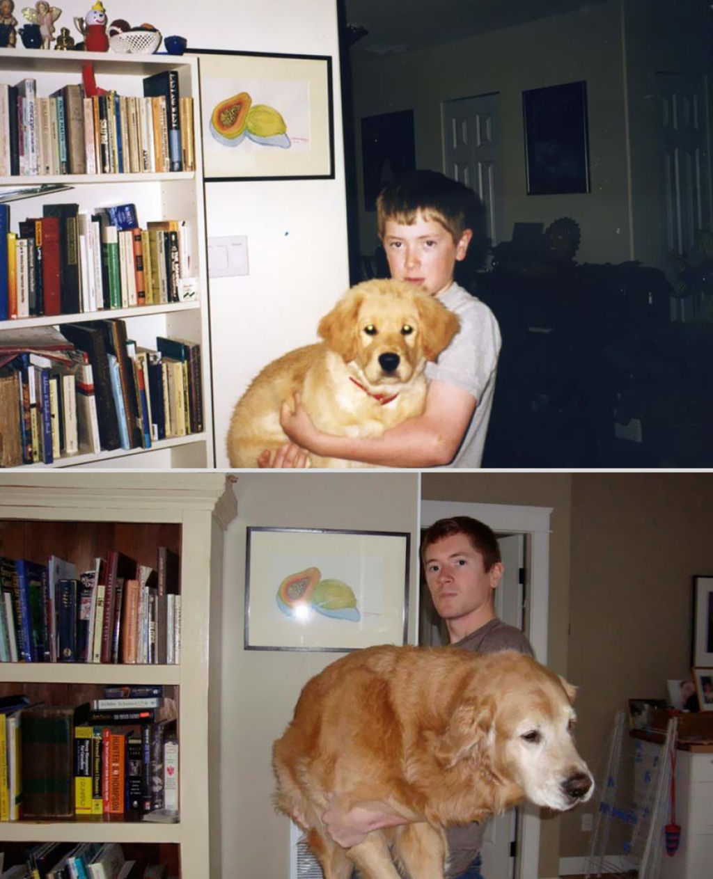 O antes e depois de adorveis animais de estimao 22