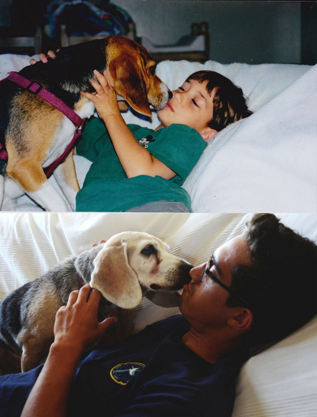 O antes e depois de adorveis animais de estimao 27