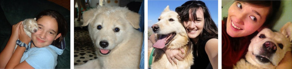 O antes e depois de adorveis animais de estimao 30