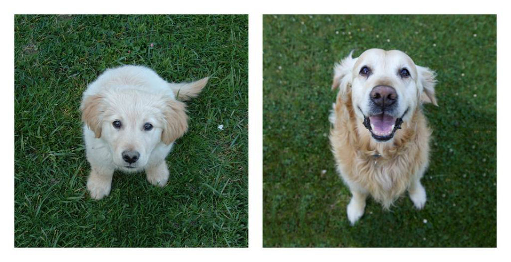 O antes e depois de adorveis animais de estimao 31
