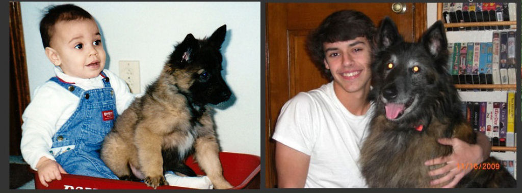 O antes e depois de adorveis animais de estimao 32