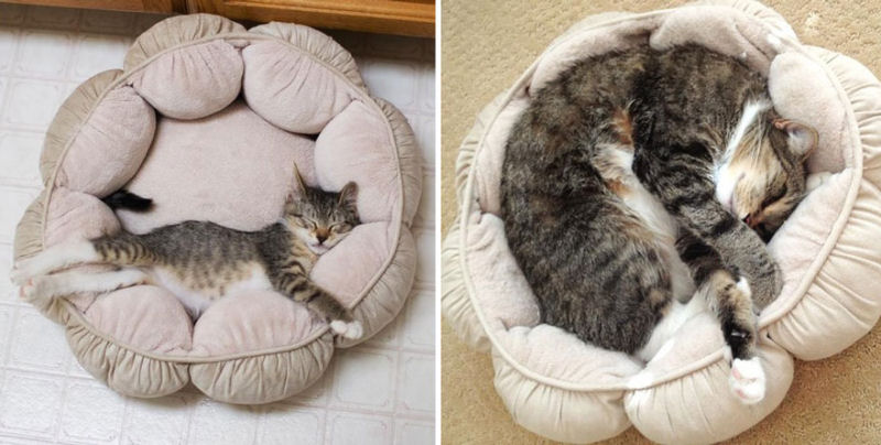 36 fotos do antes e depois de gatos crescendo 01