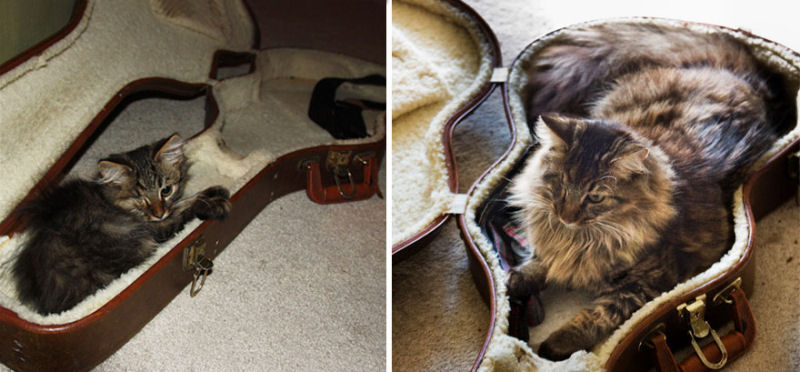 36 fotos do antes e depois de gatos crescendo 03