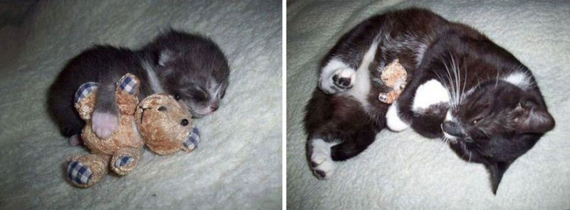 36 fotos do antes e depois de gatos crescendo 04