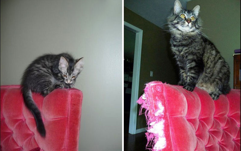 36 fotos do antes e depois de gatos crescendo 05