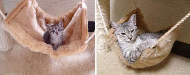 36 fotos do antes e depois de gatos crescendo 12