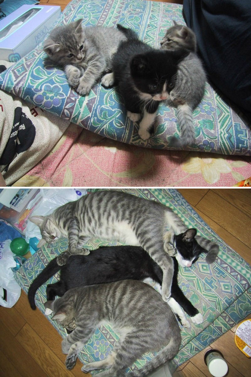 36 fotos do antes e depois de gatos crescendo 15