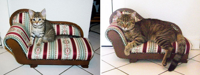36 fotos do antes e depois de gatos crescendo 16