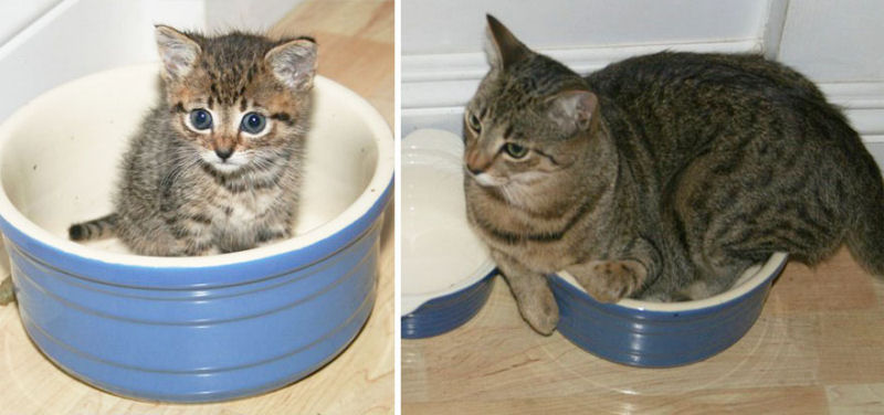 36 fotos do antes e depois de gatos crescendo 19