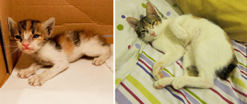 36 fotos do antes e depois de gatos crescendo 20