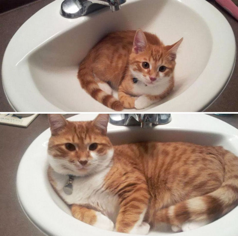 36 fotos do antes e depois de gatos crescendo 22