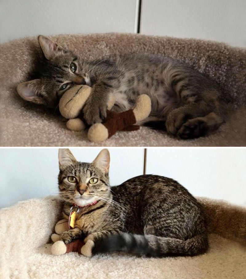 36 fotos do antes e depois de gatos crescendo 25