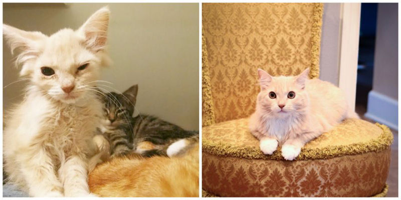 36 fotos do antes e depois de gatos crescendo 26