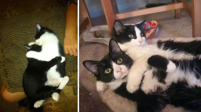 36 fotos do antes e depois de gatos crescendo 28