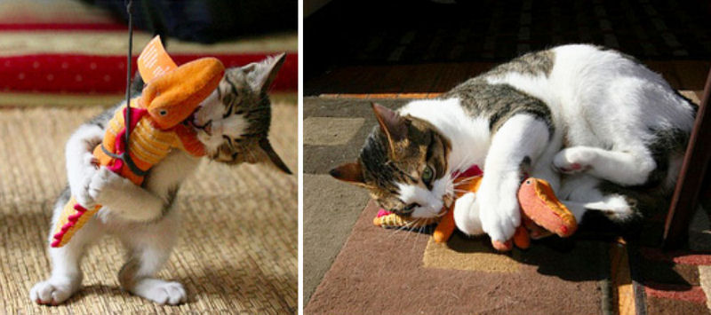 36 fotos do antes e depois de gatos crescendo 30