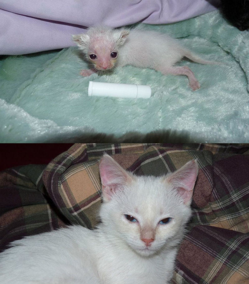 36 fotos do antes e depois de gatos crescendo 31