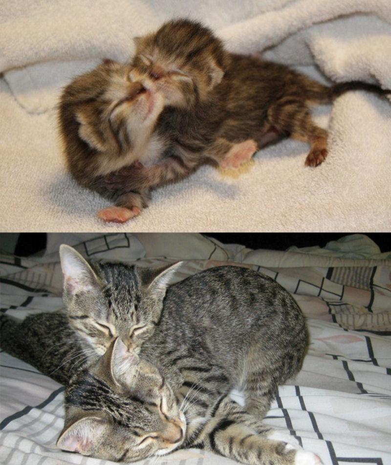 36 fotos do antes e depois de gatos crescendo 32