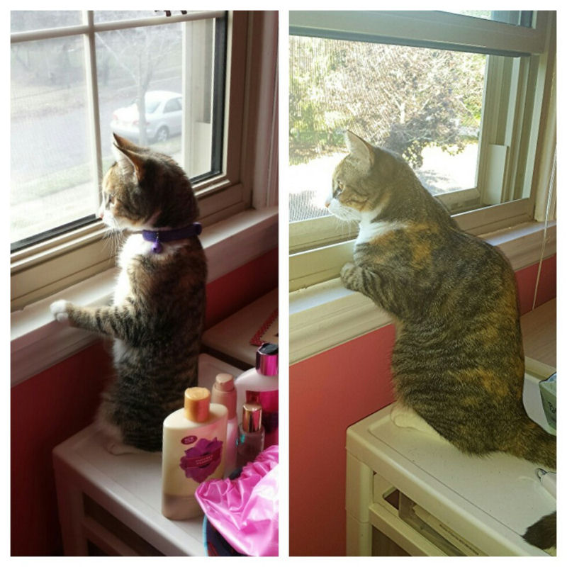 36 fotos do antes e depois de gatos crescendo 33