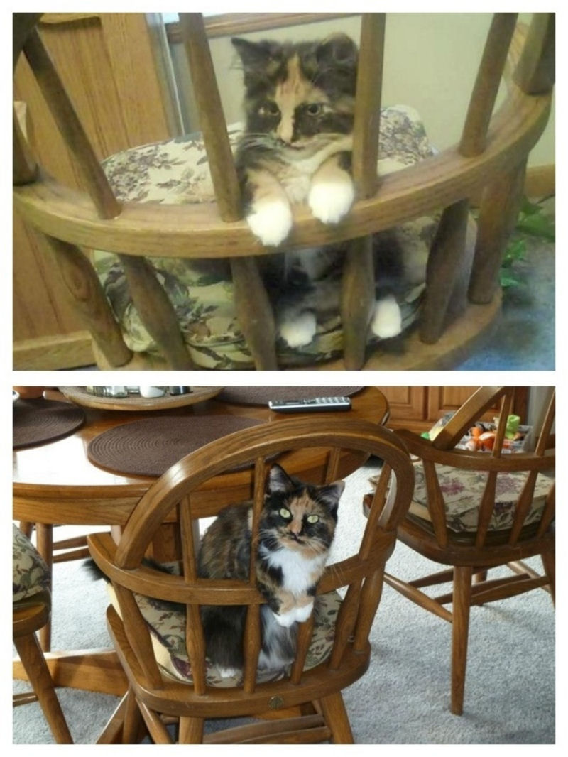 36 fotos do antes e depois de gatos crescendo 34