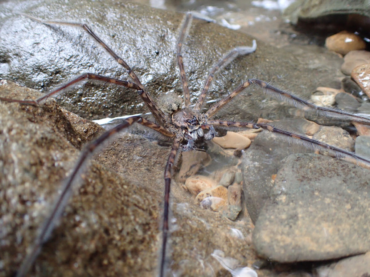Esta aranha tem um 'poder' único: permanecer debaixo d'água mais de 30 minutos