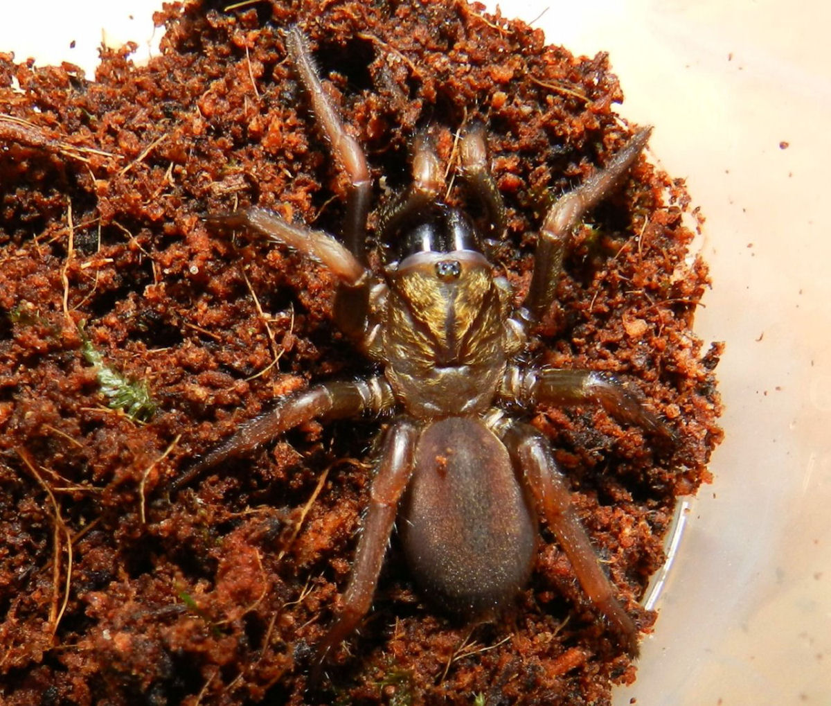A aranha-de-alçapão é um pesadelo feito realidade para muitos insetos