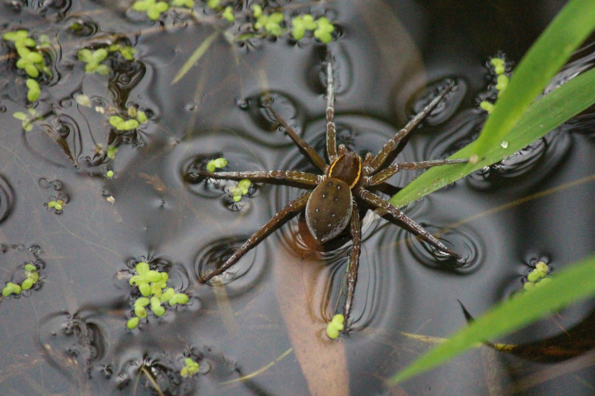 Como é possível que insetos e aranhas caminhem sobre a água ou paredes?