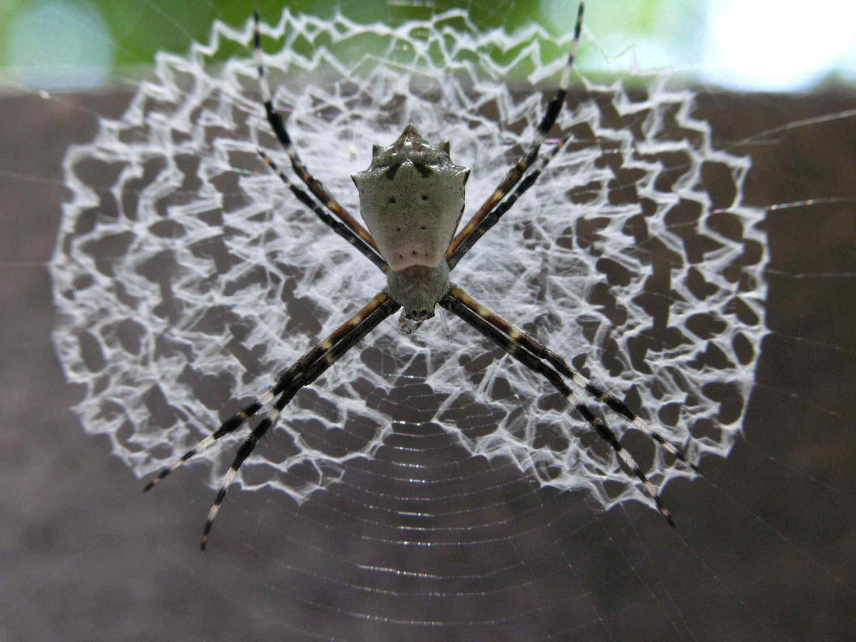 A teia de aranha é realmente mais resistente que o aço ou isso não passa de um mito?