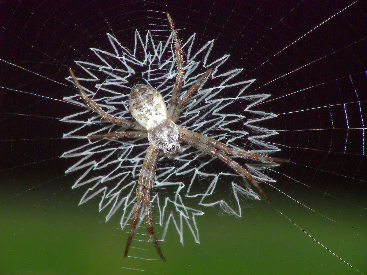 A teia de aranha é realmente mais resistente que o aço ou isso não passa de um mito?