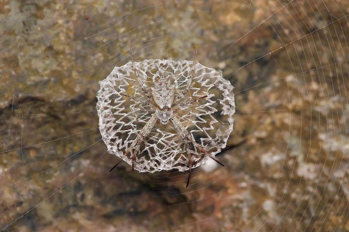 A teia de aranha é realmente mais resistente que o aço ou isso não passa de um mito?