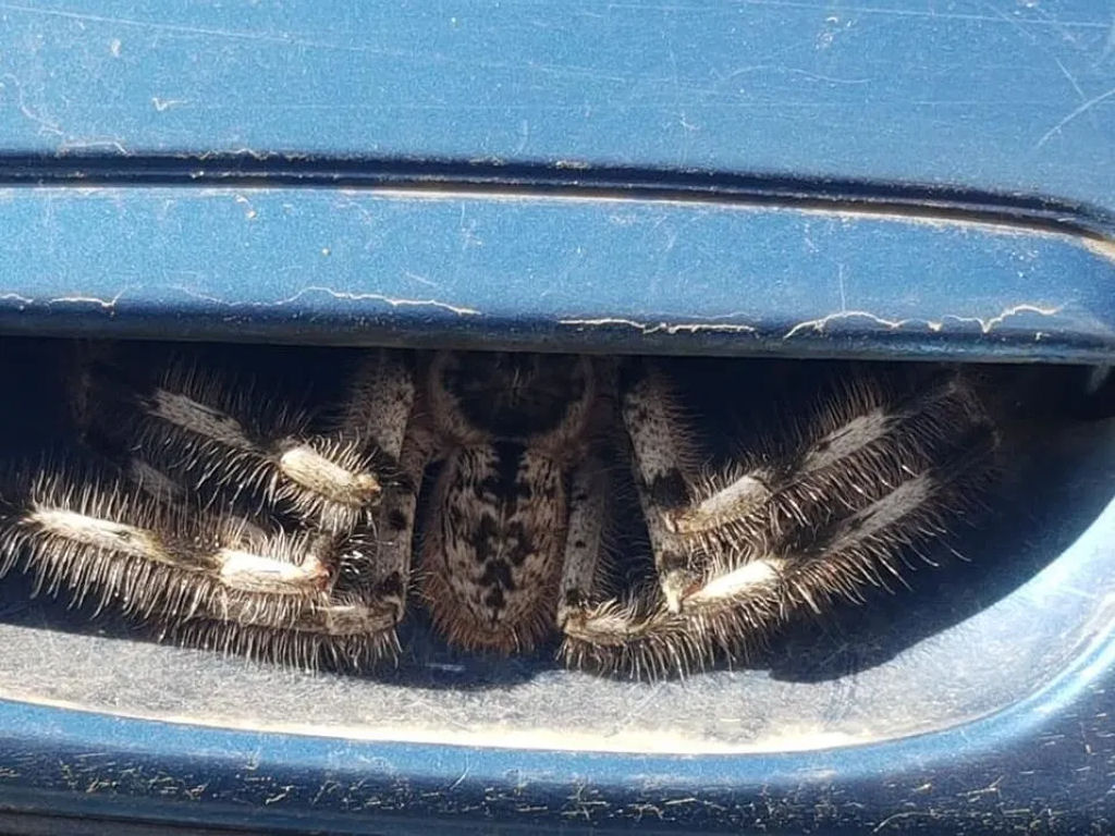 A foto viral desta aranha escondida na maçaneta de um carro não é Photoshop... é Austrália