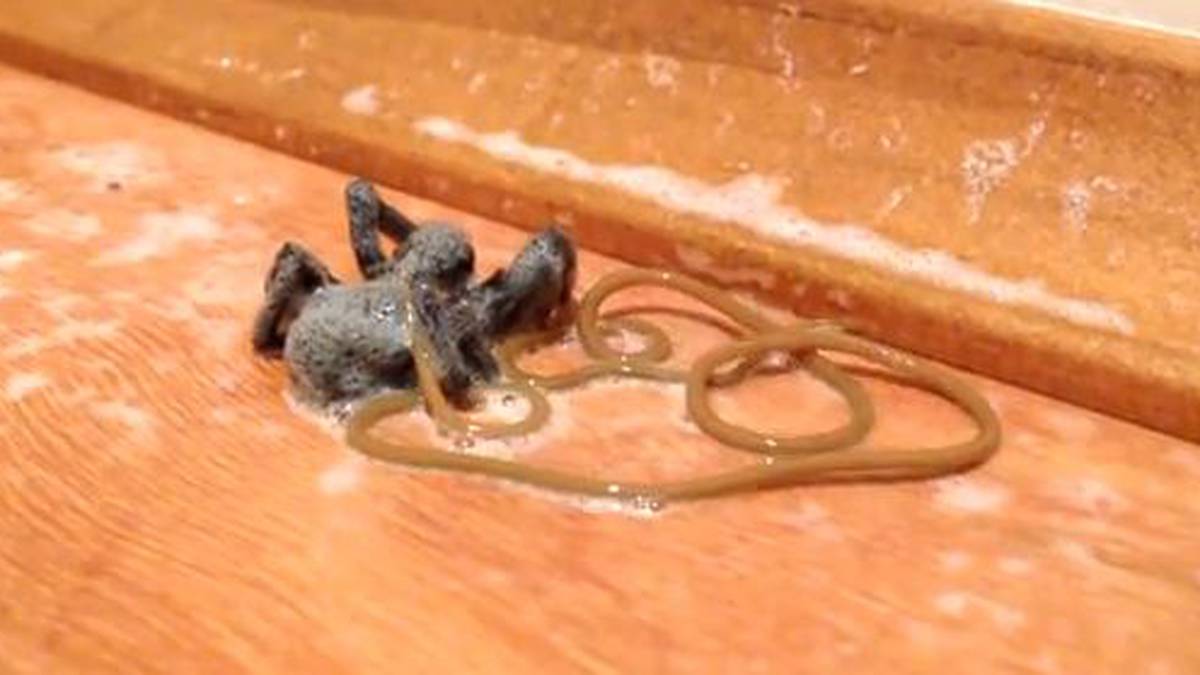 Surpresa! Um verme parasita inacreditavelmente longo emerge de uma aranha morta