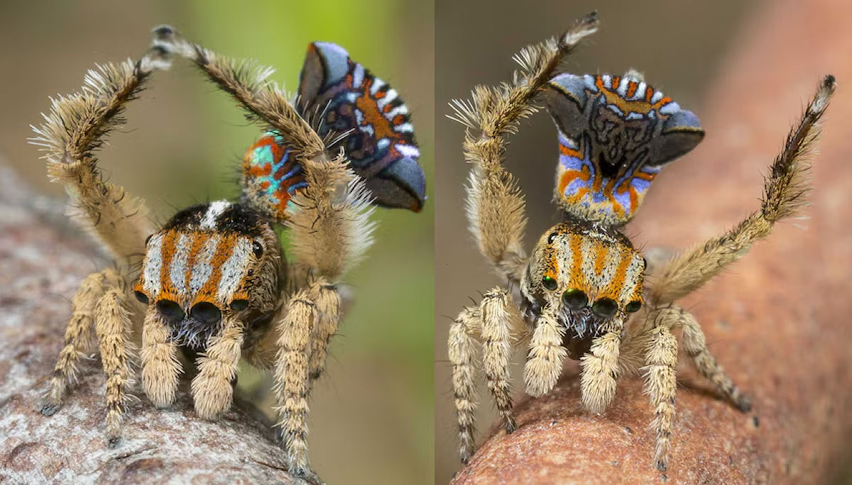 Machos da aranha-pavão viram comida se rebolarem bem ou não para a fêmea