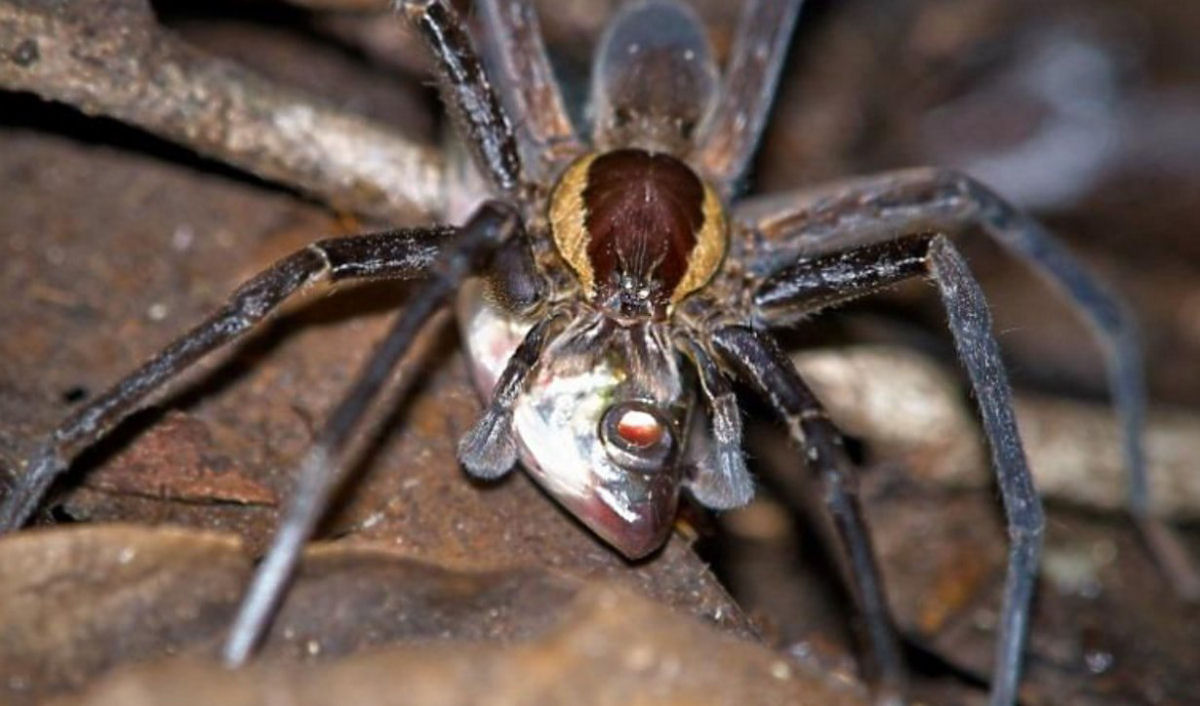 Aranha-pescadora, a história de sucesso mais assustadora da natureza