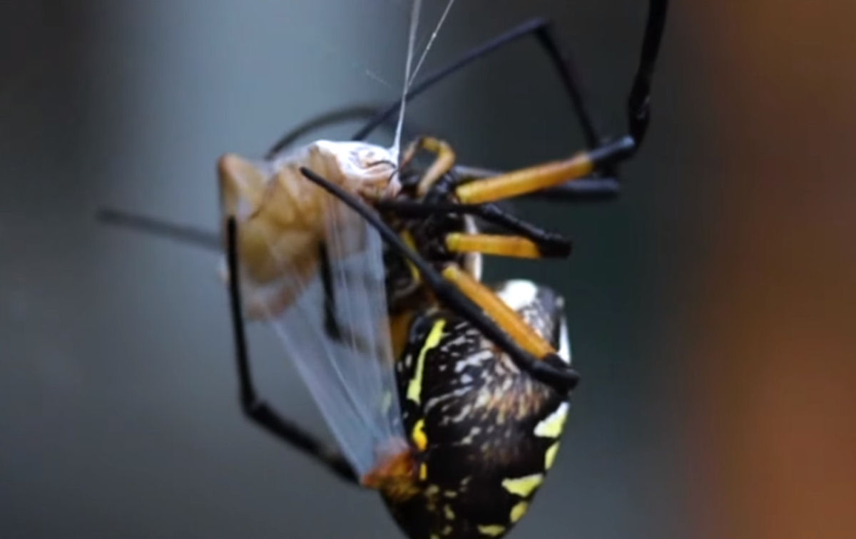 Aranha-tecel envolve as presas com um casulo para comer depois
