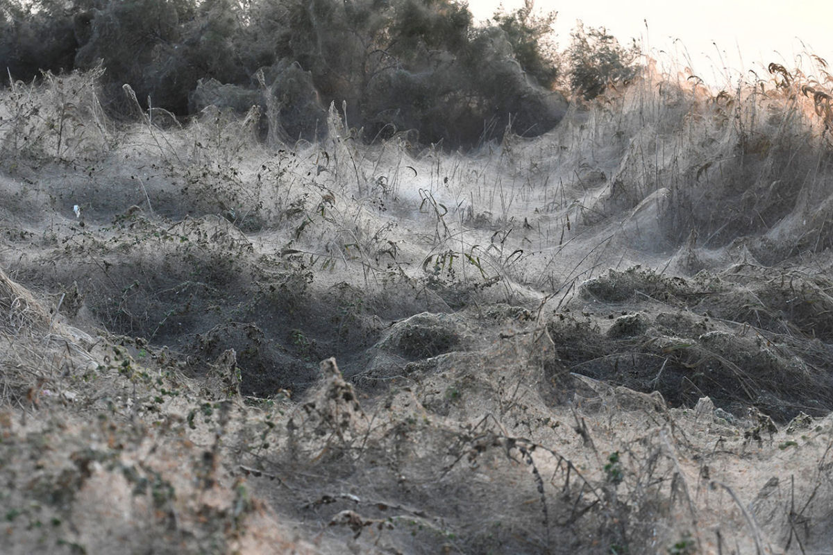 Como um filme de terror: milhares de aranhas se apropriam de um lago na Grcia 02