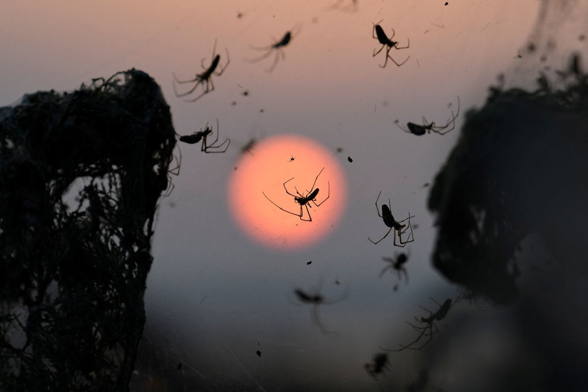 Como um filme de terror: milhares de aranhas se apropriam de um lago na Grcia 08