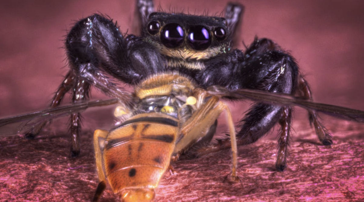 Estas fotos de aranhas devorando insetos so o lembrete perfeito da belssima brutalidade do reino animal 01