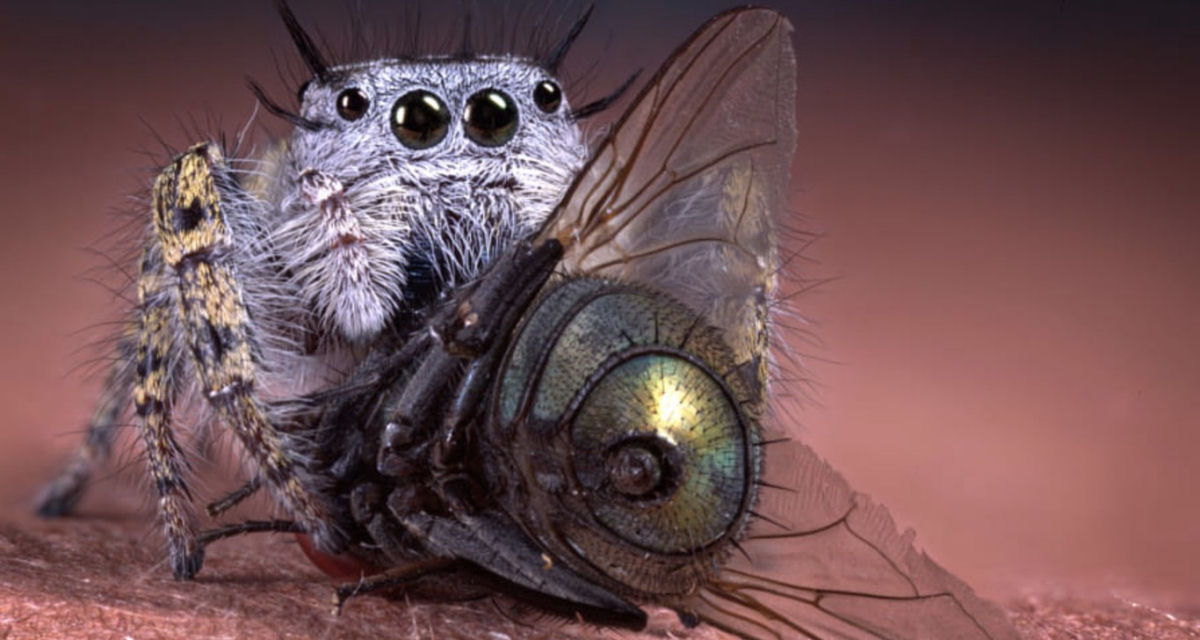 Estas fotos de aranhas devorando insetos so o lembrete perfeito da belssima brutalidade do reino animal 02