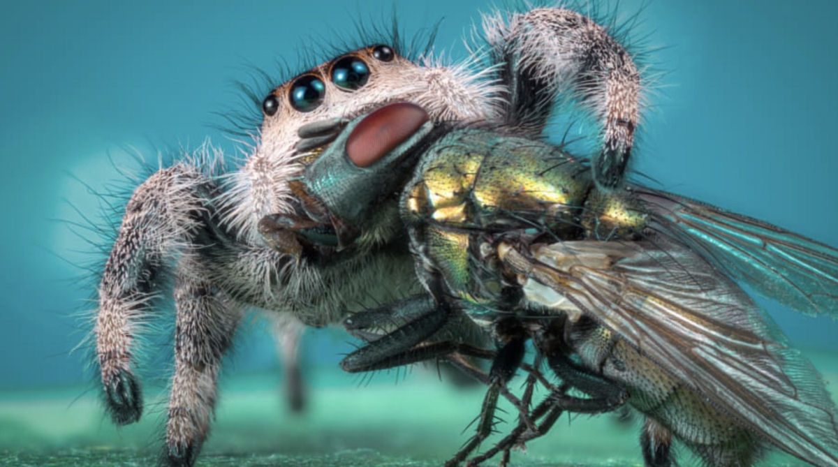 Estas fotos de aranhas devorando insetos so o lembrete perfeito da belssima brutalidade do reino animal 03