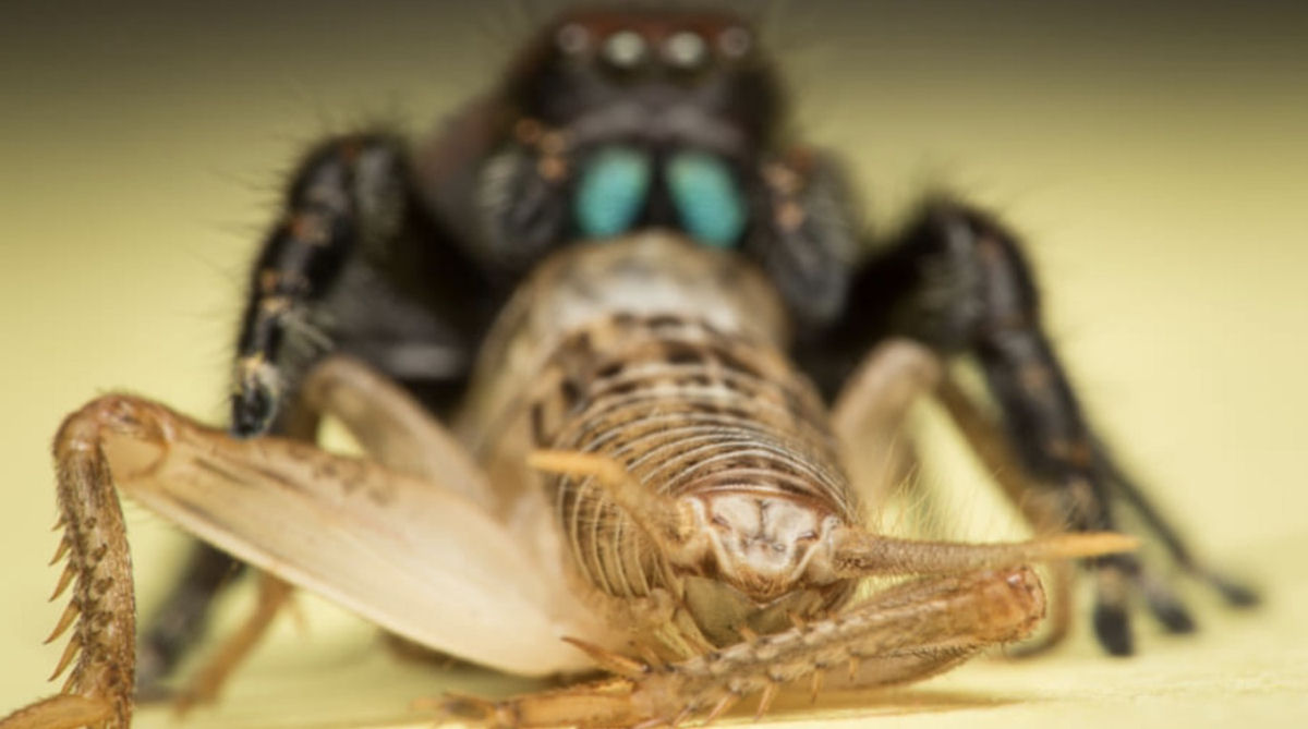 Estas fotos de aranhas devorando insetos so o lembrete perfeito da belssima brutalidade do reino animal 04