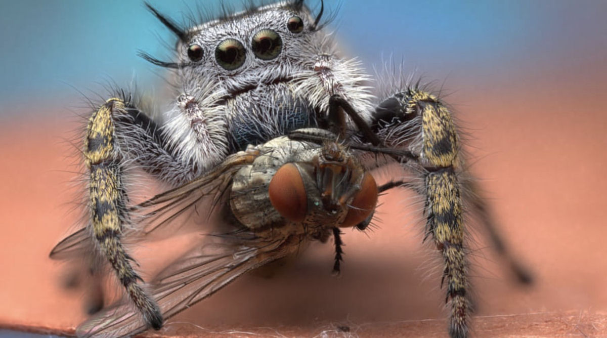 Estas fotos de aranhas devorando insetos so o lembrete perfeito da belssima brutalidade do reino animal 05