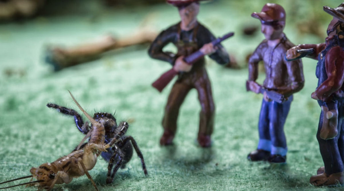 Estas fotos de aranhas devorando insetos so o lembrete perfeito da belssima brutalidade do reino animal 06