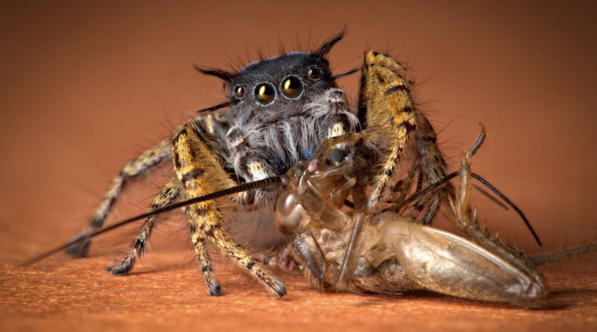 Estas fotos de aranhas devorando insetos so o lembrete perfeito da belssima brutalidade do reino animal 07