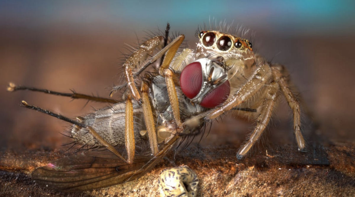 Estas fotos de aranhas devorando insetos so o lembrete perfeito da belssima brutalidade do reino animal 08