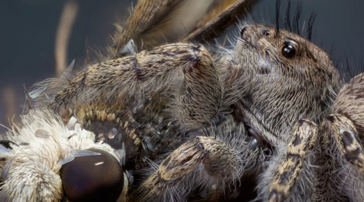 Estas fotos de aranhas devorando insetos so o lembrete perfeito da belssima brutalidade do reino animal 09