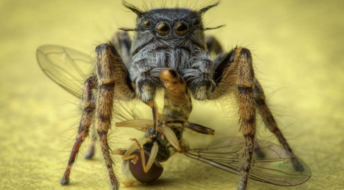 Estas fotos de aranhas devorando insetos so o lembrete perfeito da belssima brutalidade do reino animal 10